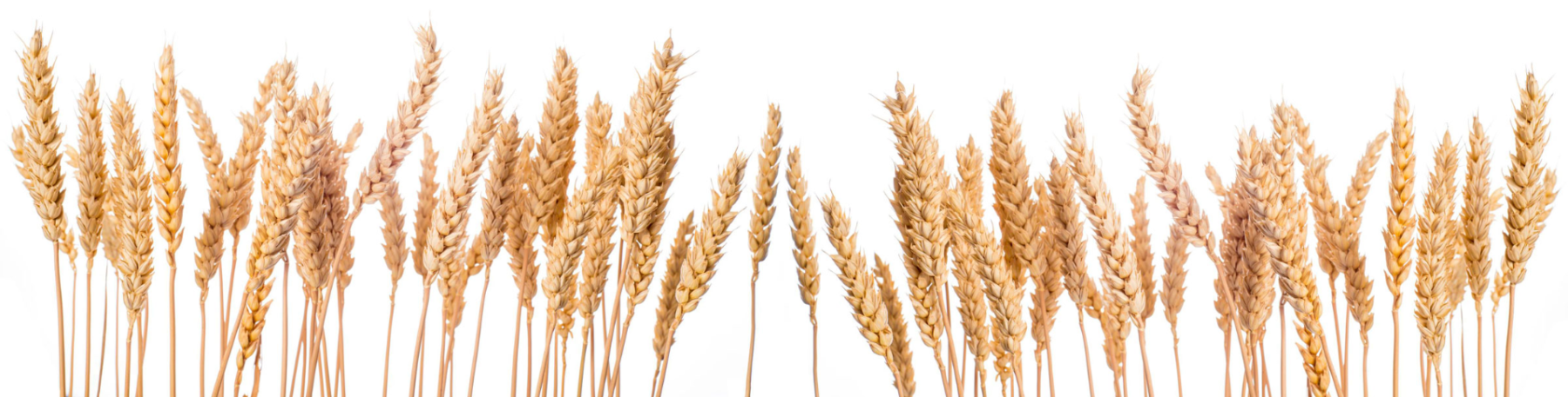 wheat-bottom-background